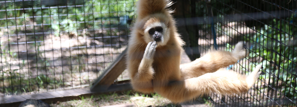 louisiana purchase gardens and zoo - city of monroe Community Affairs Department 